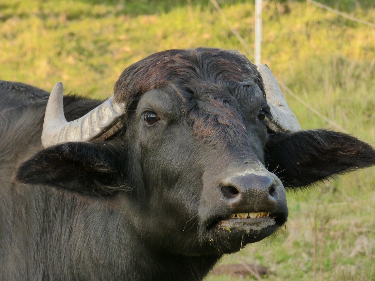 taurus black antlers beast taurus taurus taurus taurus taurus