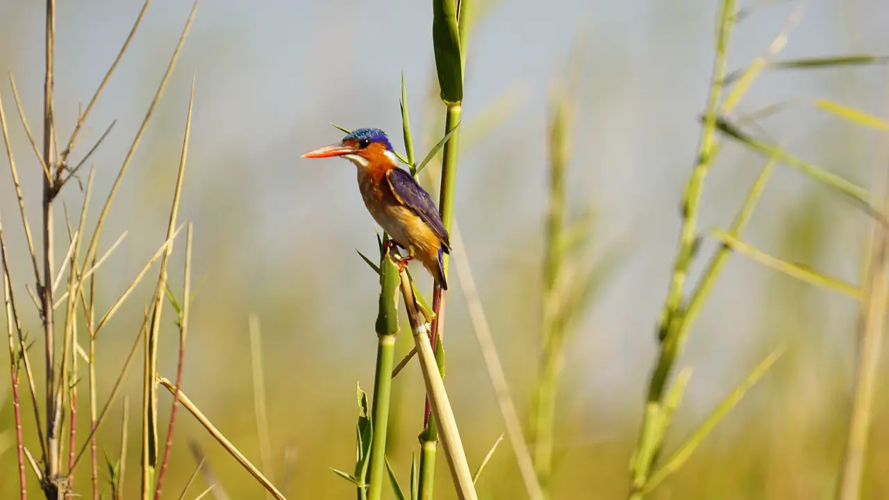 malachite kingfisher  malachit eisvogel  haubenzwergfischer  corythornis cristata  nature  bird  animal  wildlife  lake  namibia  okavango  africa  malachite kingfisher  malachite kingfisher  malachite kingfisher  malachite kingfisher  malachite kingfisher  namibia  okavango  okavango  okavango  okavango