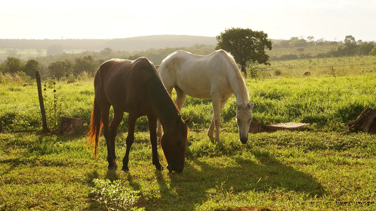 horses landscape place he does farm nature animals rural