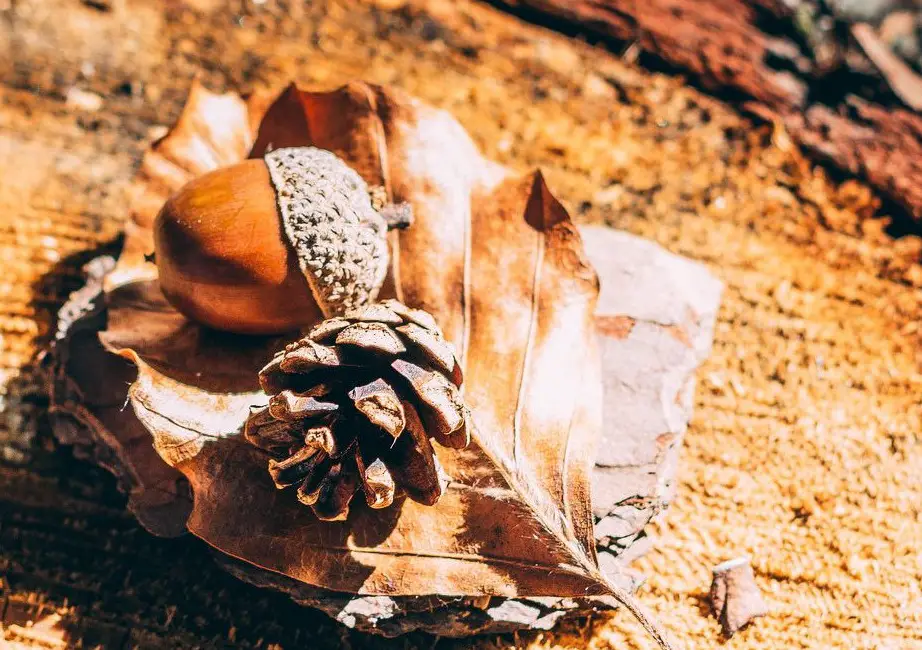 Mythological Associations with Acorns