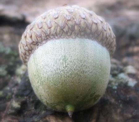Spiritual Meaning of Acorns