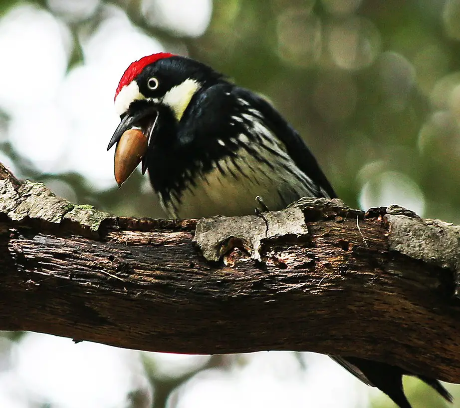 Spiritual Meaning of Acorns