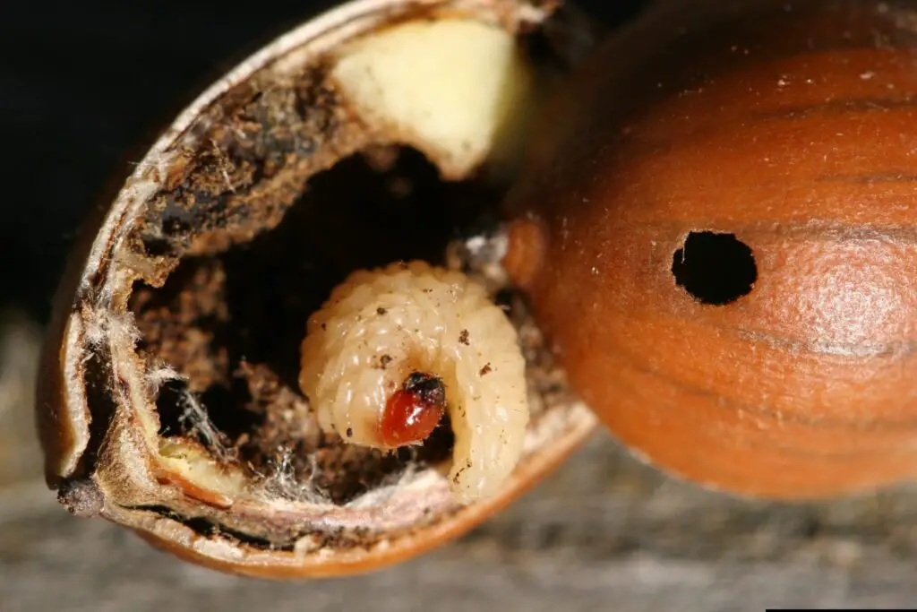 Cultural Symbolism of Acorns Across Civilizations