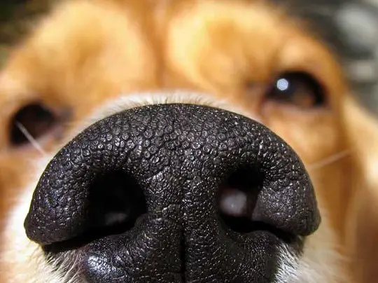 How to Properly Check Your Dog's Temperature