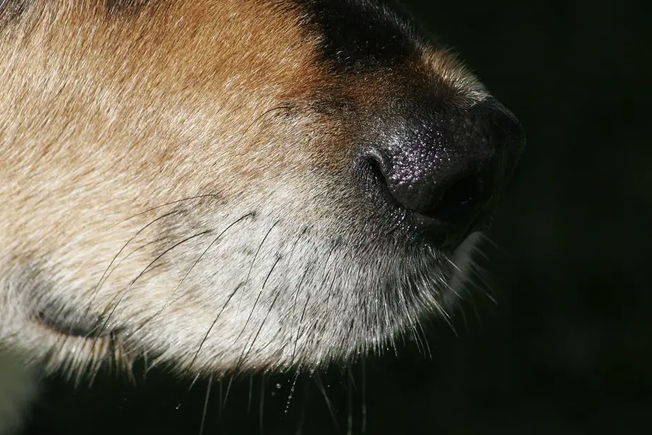 Distinguishing Between a Warm and Hot Nose