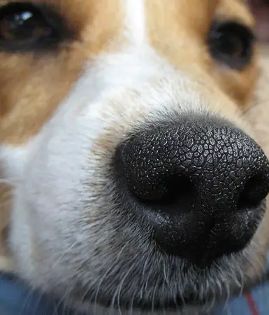 Signs of Illness Associated with a Warm Nose