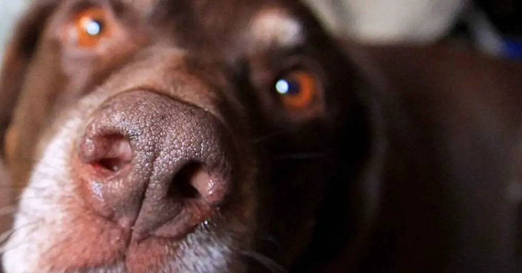 What Does It Mean When a Dog’s Nose Is Warm