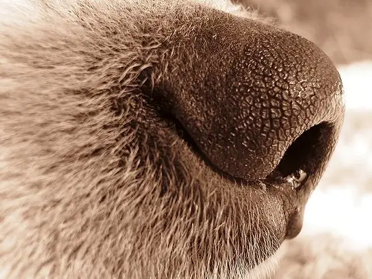 Common Reasons Why a Dog's Nose May Feel Warm