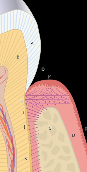 Lifestyle Factors That Lead to Darkening of Gums