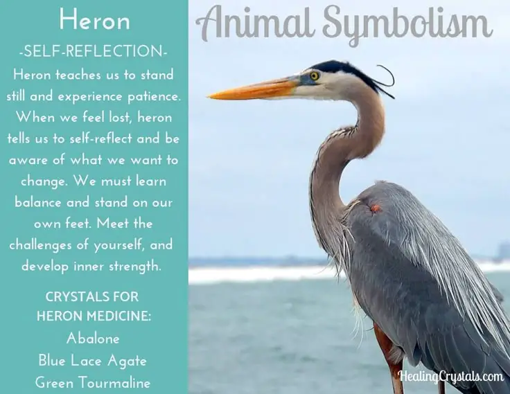 Egret Spirit Animal, Totem, Symbolism & Meaning  