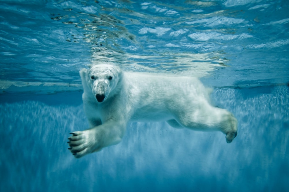 What Does It Mean to Dream About Polar Bear - Everything You Need to Know  